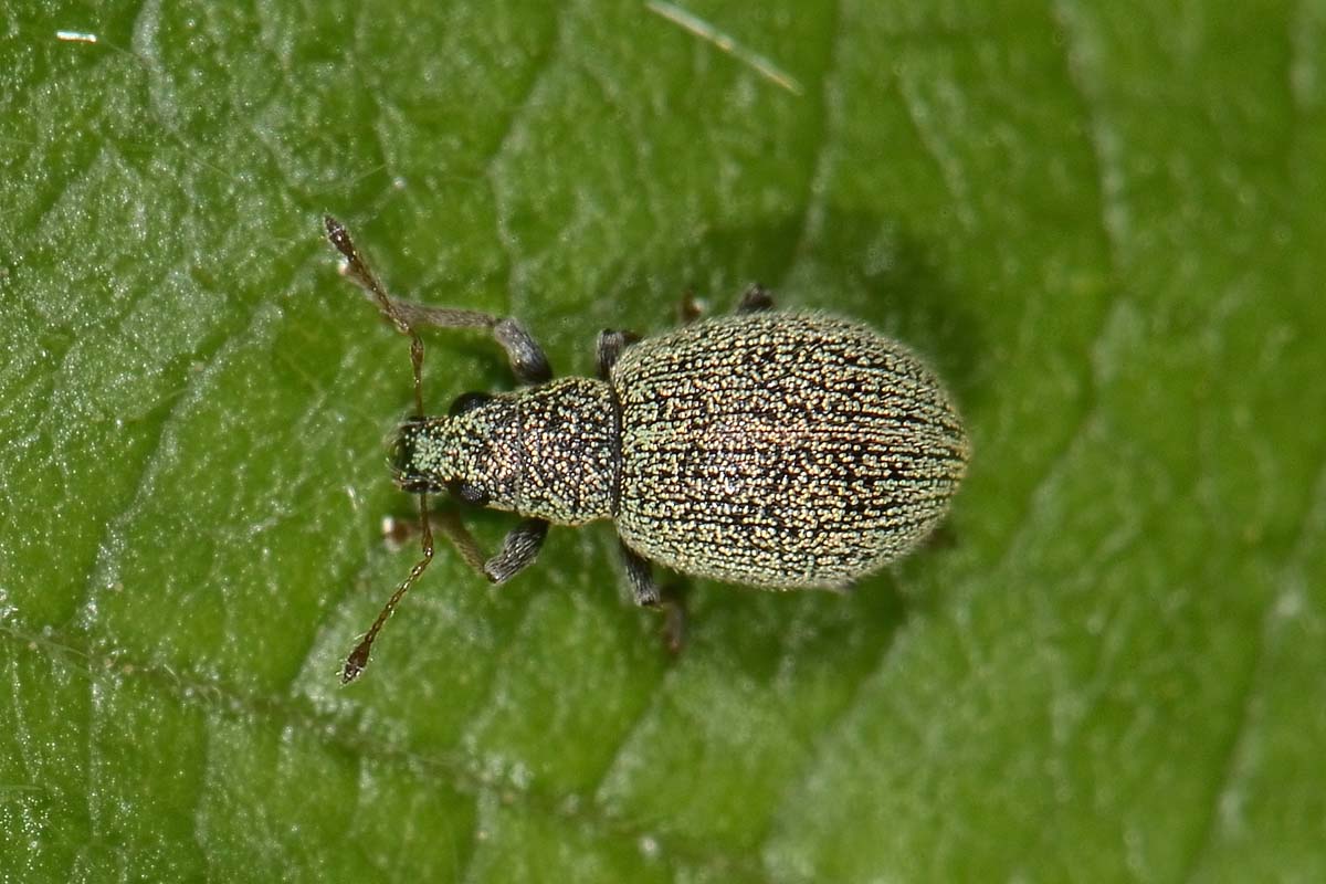 Stasiodis parvulus, Curculionidae